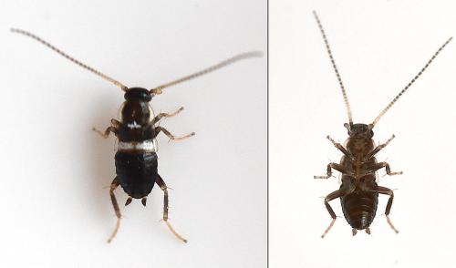 Réf. 343 218 : Planuncus vinzi